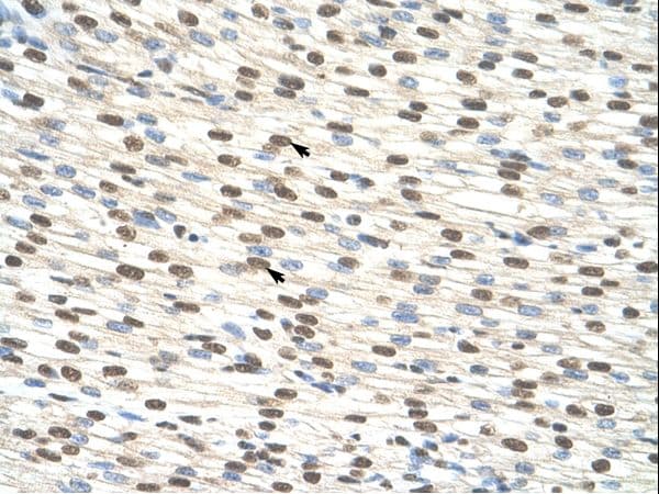 ZNF274 Antibody (aa87-136, Biotin)