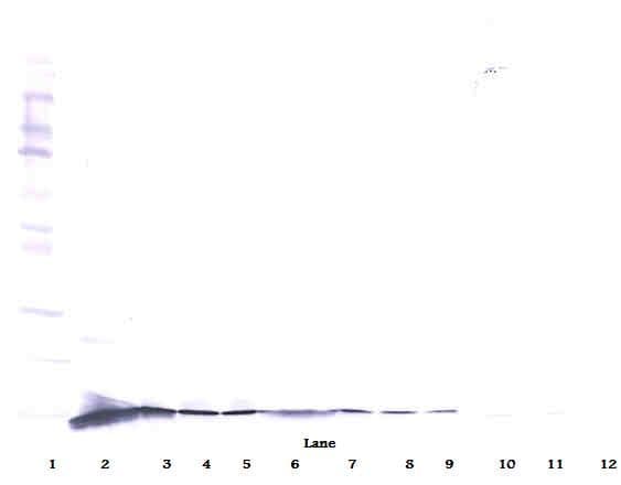 NGF Antibody