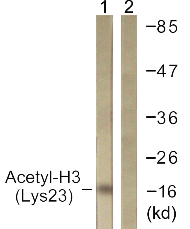Histone H3 Antibody (Acetyl-Lys23)