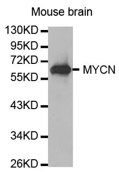 MYCN / N-myc Antibody