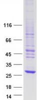Human NXNL1 / TXNL6 Protein (Recombinant Myc-DDK (Flag))