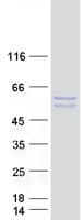 Human STAP2 Protein (Recombinant Myc-DDK (Flag))
