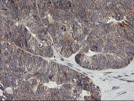 UBE2G2 Antibody (clone OTI1B10, Carrier-free)