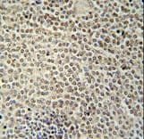 RBMX2 Antibody (aa242-271)