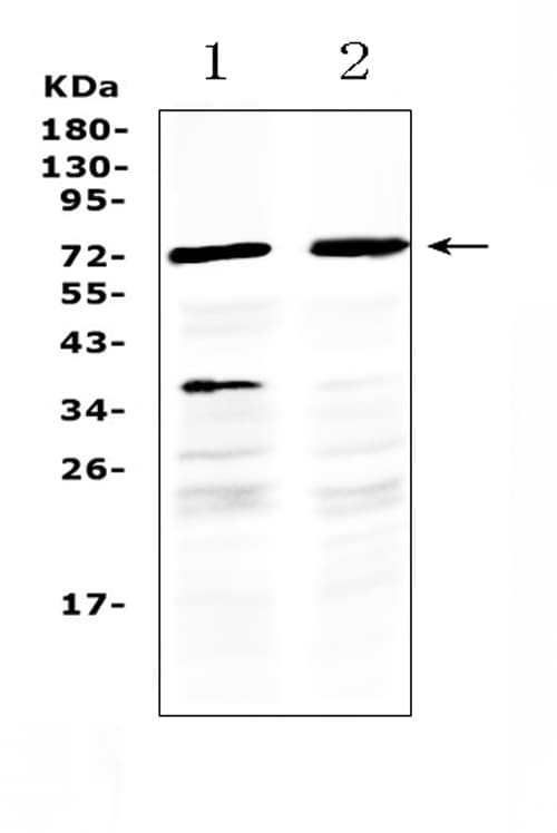 Polyclonal Rabbit anti-Human MAK Antibody (WB)