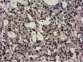 CBWD1 Antibody (clone OTI3A11, Carrier-free)