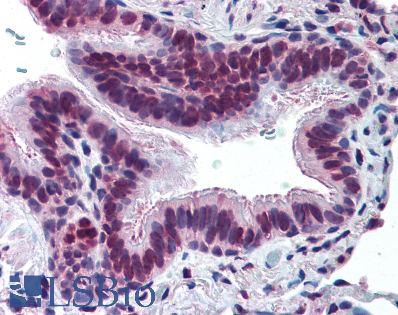 IHC-plus™ MUC13 Antibody (Extracellular Domain)