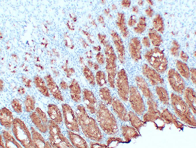 MUC5AC Antibody (clone ABT-MUC5AC)