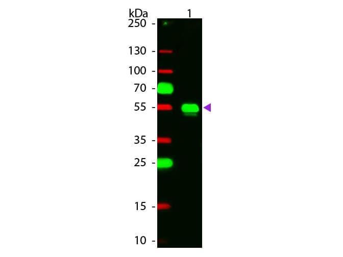 Chicken Anti-Rabbit IgG Secondary Antibody (TRITC)