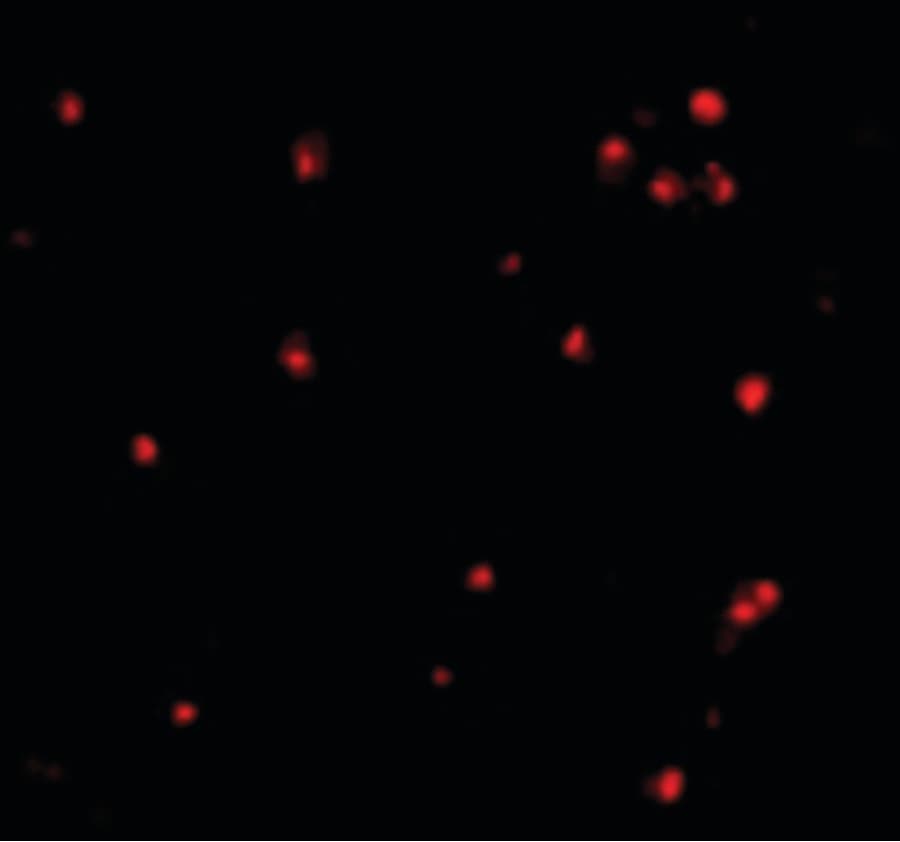 IHC-plus™ Apg7 / ATG7 Antibody