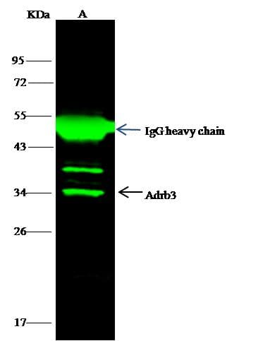 ADRB3 Antibody (Preservative Free)