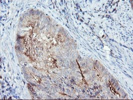 SDCBP / Syntenin Antibody (clone OTI2H6, Carrier-free)