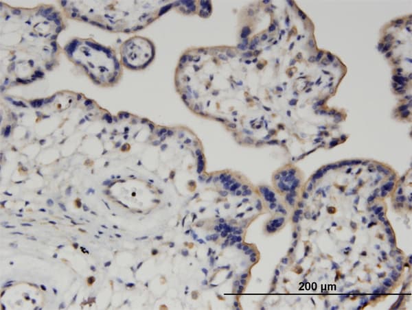 PIGQ Antibody (clone 2B7)