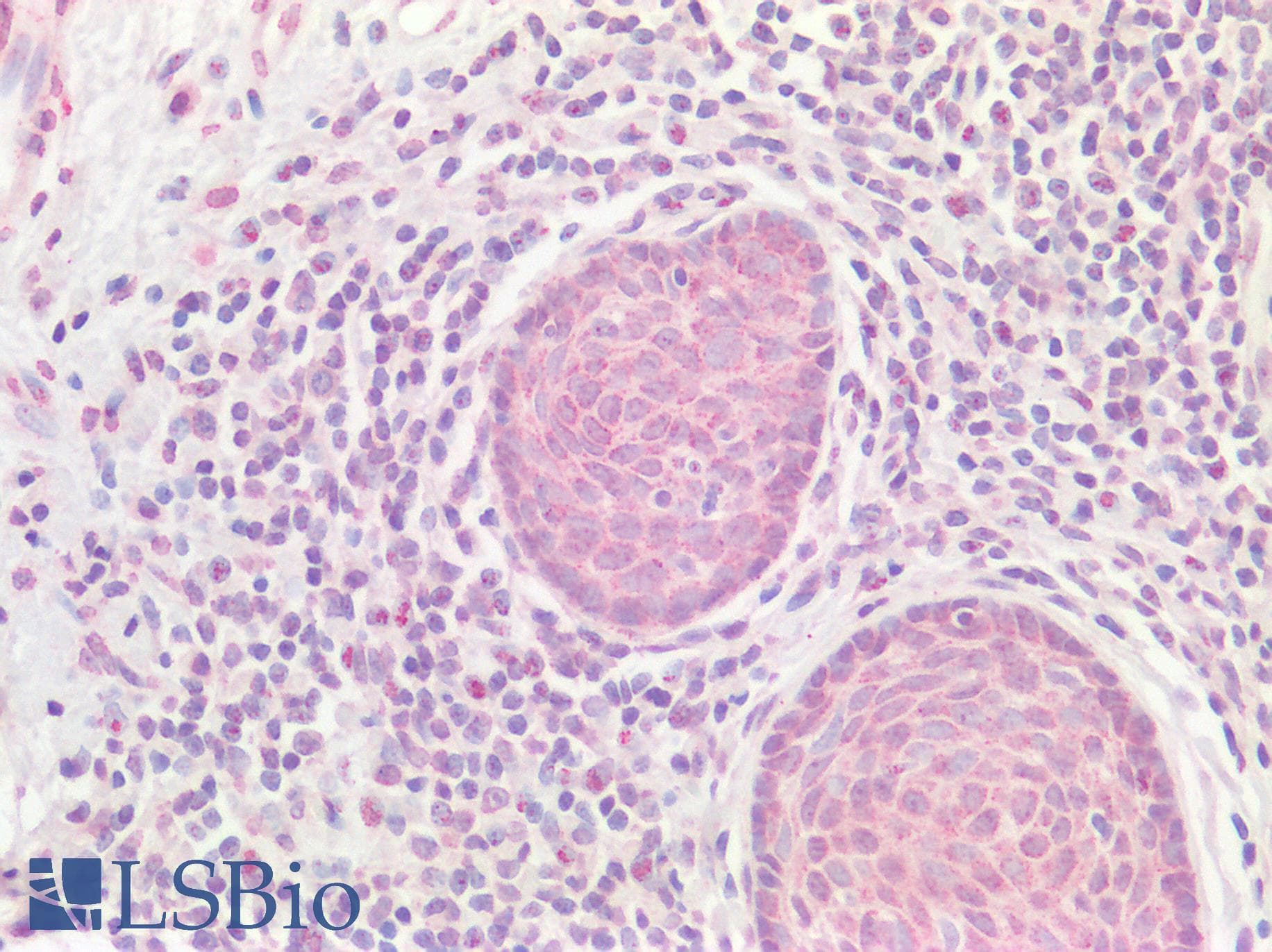 NLRX1 Antibody (C-Terminus)