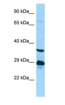 TAAR6 Antibody (aa217-266)