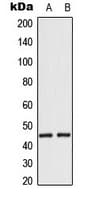 MAEA / EMP Antibody (Internal)