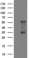 DOK7 Antibody (clone OTI5G8)