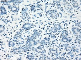 LTA4H / LTA4 Antibody (clone OTI2A9)