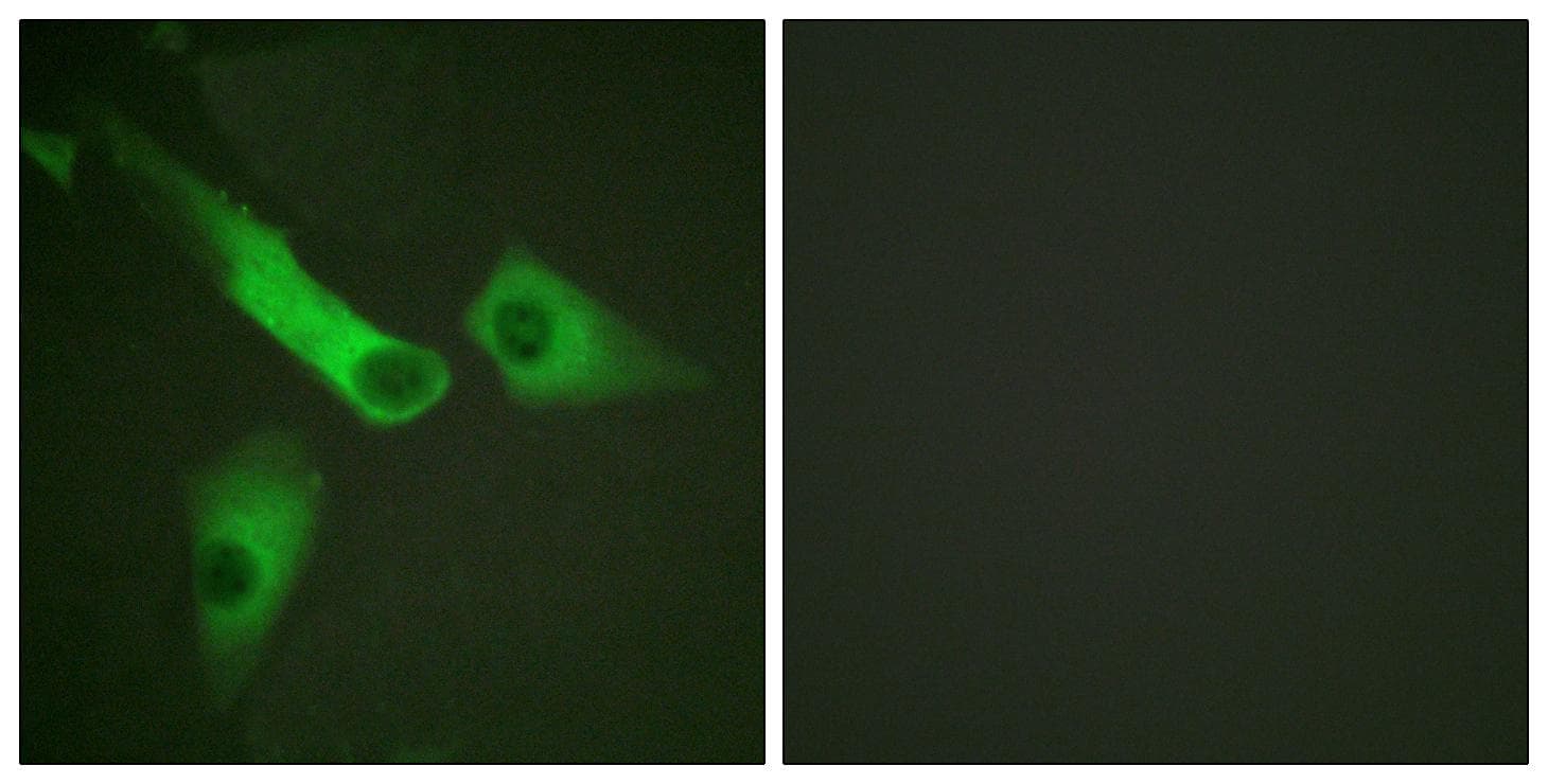 CASP9 / Caspase 9 Antibody (p153)