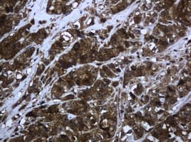 Monoclonal Mouse anti-Human PCDH7 Antibody (clone OTI1F9, IHC, WB)