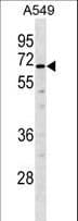 TULP2 Antibody (aa274-301)