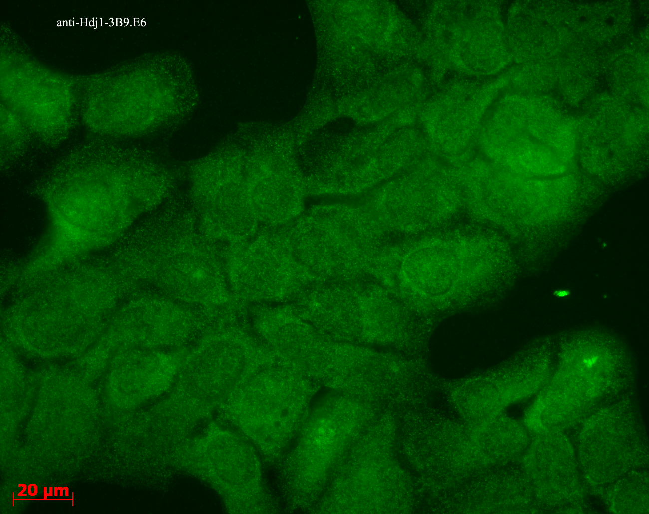 DNAJB1 / Hsp40 Antibody (clone 3B9.E6)