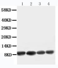 Apelin Antibody (aa60-77)