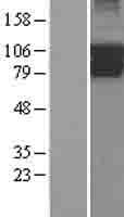 PIK3R5 Protein (Over-Expression Lysate Myc-DDK (Flag))