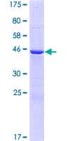Human DCUN1D4 Protein (Recombinant GST)