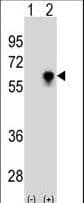 Monoclonal Mouse anti-Human CDC25C Antibody (WB)