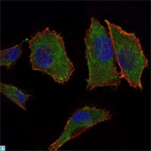 COXIV / COX4 Antibody