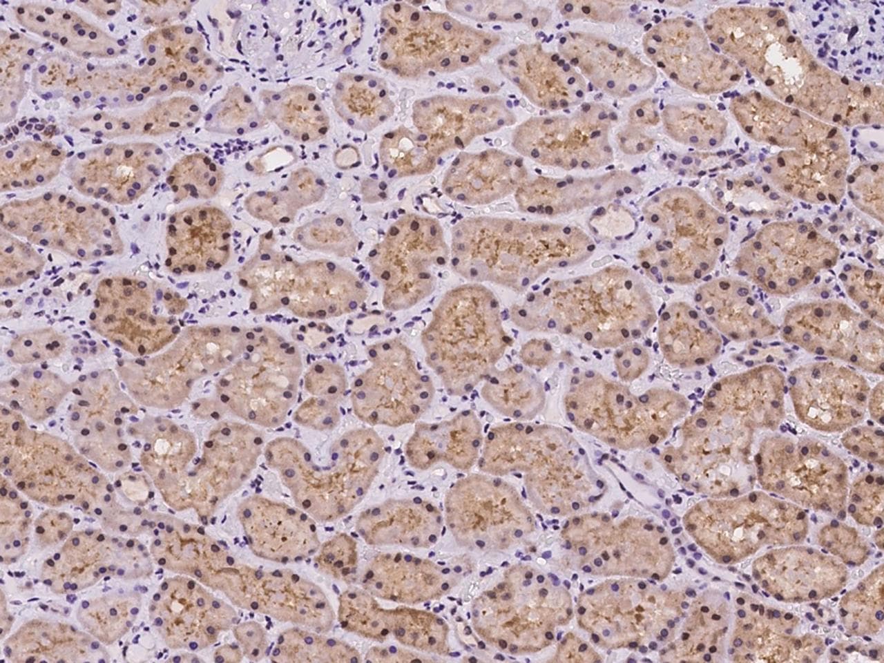 C19orf44 Antibody