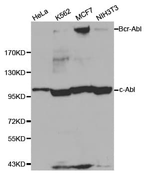 IHC-plus™ ABL1 / c-ABL Antibody