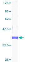 Human CSTF3 Protein (Recombinant GST)