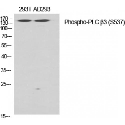 PLCB3 Antibody (480-560 aa)