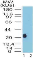 DUSP13 Antibody (aa150-200)