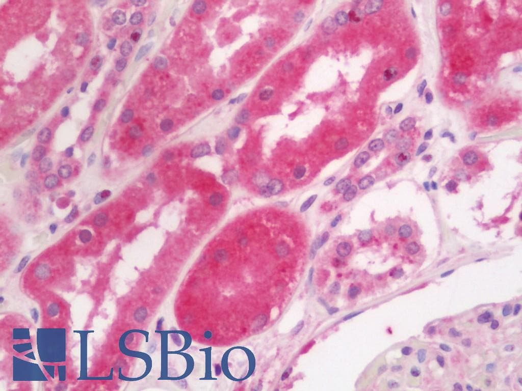 IHC-plus™ PRKCD / PKC-Delta Antibody (aa30-79)