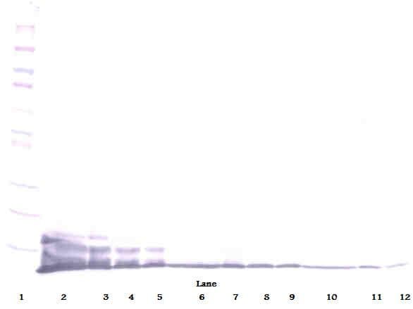 CXCL6 Antibody (Biotin)