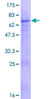 Human TTLL9 Protein (Recombinant GST)