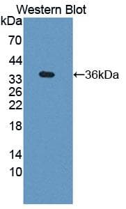 SDHA Antibody (aa4-300, Biotin)