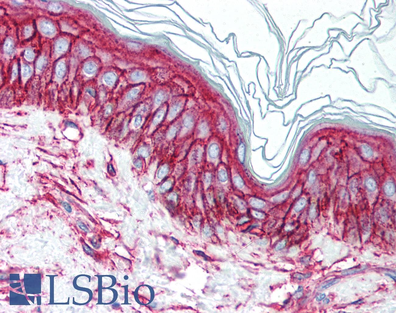 IHC-plus™ CD9 Antibody (clone HI9a)