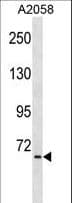TNIP1 Antibody (aa607-636)