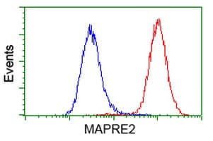 MAPRE2 / EB2 Antibody (clone OTI5F3)
