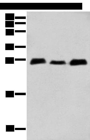 Polyclonal Rabbit anti-Human MOB4 / PHOCN Antibody (IHC, WB)