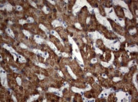 OXSM / KS Antibody (clone OTI1G5)
