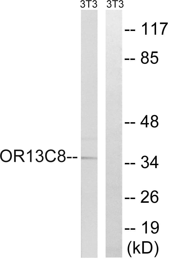OR13C8 Antibody (aa271-320)