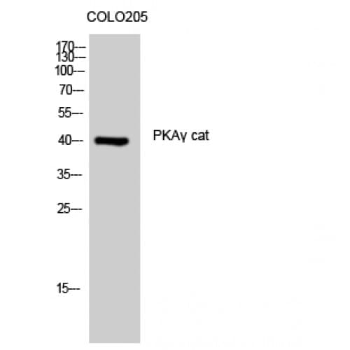 PRKACG Antibody (1-80 aa, N-terminal)