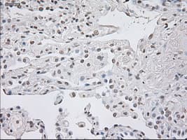 Monoclonal Mouse anti-Human GFAP Antibody (clone OTI5D7, IHC, WB)