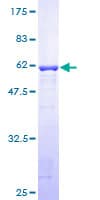 Human GGPS1 Protein (Recombinant GST)
