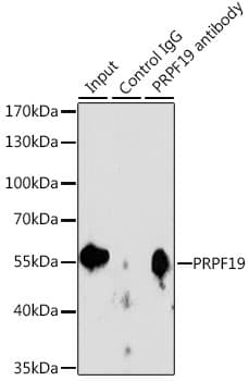 PRPF19 / PRP19 Antibody